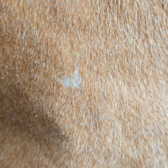 🐮Myra Hair On Bag EUC - Picture 16 of 16